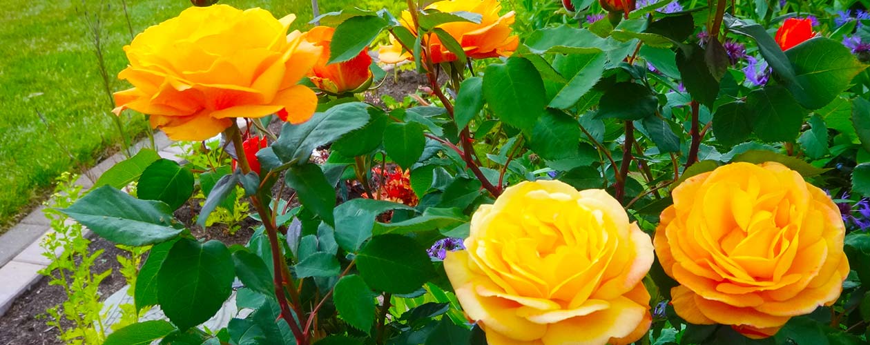 Welcome to White Rock Garden Club Photo Gallery