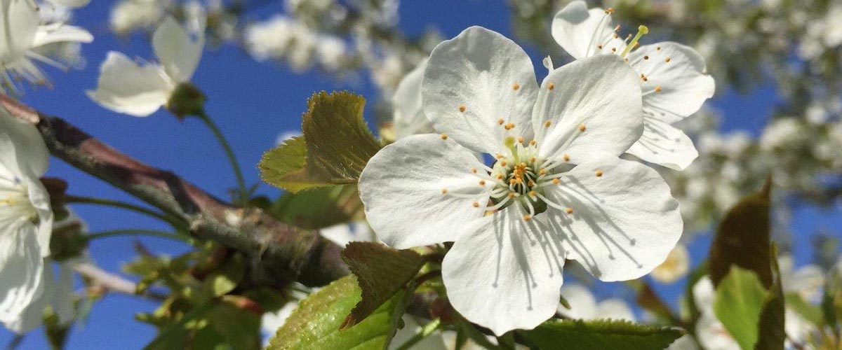 Welcome to White Rock Garden Club Photo Gallery
